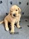Goldendoodle Puppies for sale in Grand Rapids, MI 49525, USA. price: NA
