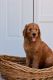 Goldendoodle Puppies for sale in Miami, FL, USA. price: $2,500