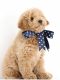 Goldendoodle Puppies for sale in Glenview, IL, USA. price: NA