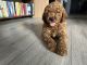 Goldendoodle Puppies for sale in Washington, DC, USA. price: $1,100