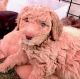 Goldendoodle Puppies for sale in Pasadena, CA, USA. price: NA