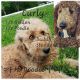 Goldendoodle Puppies for sale in Strasburg, CO 80136, USA. price: NA