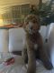 Goldendoodle Puppies for sale in 3432 Piedmont Rd NE, Atlanta, GA 30305, USA. price: NA
