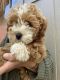 Goldendoodle Puppies for sale in Homer City, PA 15748, USA. price: NA