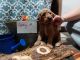 Goldendoodle Puppies for sale in Joplin, MO 64801, USA. price: NA