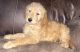 Goldendoodle Puppies for sale in Walls, MS, USA. price: NA