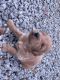Goldendoodle Puppies for sale in Crescent City, FL 32112, USA. price: NA