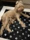 Goldendoodle Puppies for sale in Gilbert, AZ, USA. price: $2,500