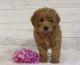 Goldendoodle Puppies for sale in Hancock, MN 56244, USA. price: $1,050