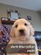 Goldendoodle Puppies for sale in 3064 Newell Ave, Fredericksburg, IA 50630, USA. price: $700