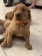 Goldendoodle Puppies for sale in Indian Trail, NC, USA. price: $1,500