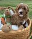 Goldendoodle Puppies for sale in 305 Cedar Hill Rd, Adams, TN 37010, USA. price: $1,800