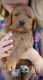 Goldendoodle Puppies for sale in Perry, GA, USA. price: $1,700