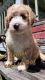 Goldendoodle Puppies for sale in Florida Panhandle, FL, USA. price: $2,000
