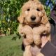 Goldendoodle Puppies for sale in Indiahoma, OK 73552, USA. price: $500