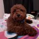 Goldendoodle Puppies for sale in Victorville, CA, USA. price: $700