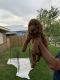 Goldendoodle Puppies for sale in Lockport, LA 70374, USA. price: $1,000