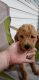 Goldendoodle Puppies for sale in Brooksville, FL 34601, USA. price: $1,000