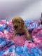 Goldendoodle Puppies for sale in Houston, TX, USA. price: $1,600