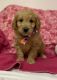 Goldendoodle Puppies for sale in Gaithersburg, MD, USA. price: $650