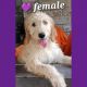 Goldendoodle Puppies for sale in Houston, TX 77040, USA. price: $650
