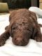 Goldendoodle Puppies for sale in Houston, TX, USA. price: $750