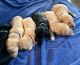 Goldendoodle Puppies for sale in Fort Worth, TX, USA. price: $2,000