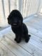 Goldendoodle Puppies for sale in Landover, Greater Landover, MD 20784, USA. price: $1,100