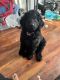 Goldendoodle Puppies for sale in Raleigh, NC, USA. price: NA