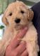Goldendoodle Puppies for sale in Middleborough, MA, USA. price: NA