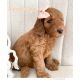 Goldendoodle Puppies for sale in Durham, NC, USA. price: NA