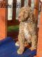 Goldendoodle Puppies for sale in Hickory, NC, USA. price: $600