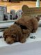 Goldendoodle Puppies for sale in Flushing, Queens, NY, USA. price: $650