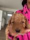 Goldendoodle Puppies for sale in Delmar, MD 21875, USA. price: $1,400