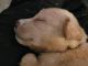 Goldendoodle Puppies for sale in Greeley, CO, USA. price: NA