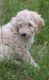 Goldendoodle Puppies for sale in Amelia County, VA, USA. price: $500