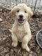Goldendoodle Puppies for sale in Webster, FL 33597, USA. price: $1,200