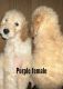 Goldendoodle Puppies for sale in Otsego, MI 49078, USA. price: $800