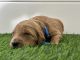 Goldendoodle Puppies for sale in Redlands, CA, USA. price: NA