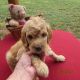 Goldendoodle Puppies for sale in Manhattan, KS, USA. price: $750