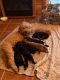 Goldendoodle Puppies for sale in Dixon, IL 61021, USA. price: NA