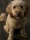 Goldendoodle Puppies for sale in Magnolia, TX, USA. price: $700