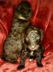 Goldendoodle Puppies for sale in Smithville, TN 37166, USA. price: NA