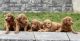 Goldendoodle Puppies for sale in Macomb, MI 48042, USA. price: $750