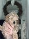 Goldendoodle Puppies for sale in Middleborough, MA, USA. price: NA