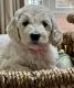 Goldendoodle Puppies for sale in Middleborough, MA, USA. price: $1,800