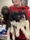 Goldendoodle Puppies for sale in Gruver, TX 79040, USA. price: NA
