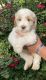 Goldendoodle Puppies for sale in Greenville, SC, USA. price: $900