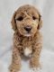 Goldendoodle Puppies for sale in Louisville, KY, USA. price: NA
