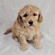 Goldendoodle Puppies for sale in Louisville, KY, USA. price: NA